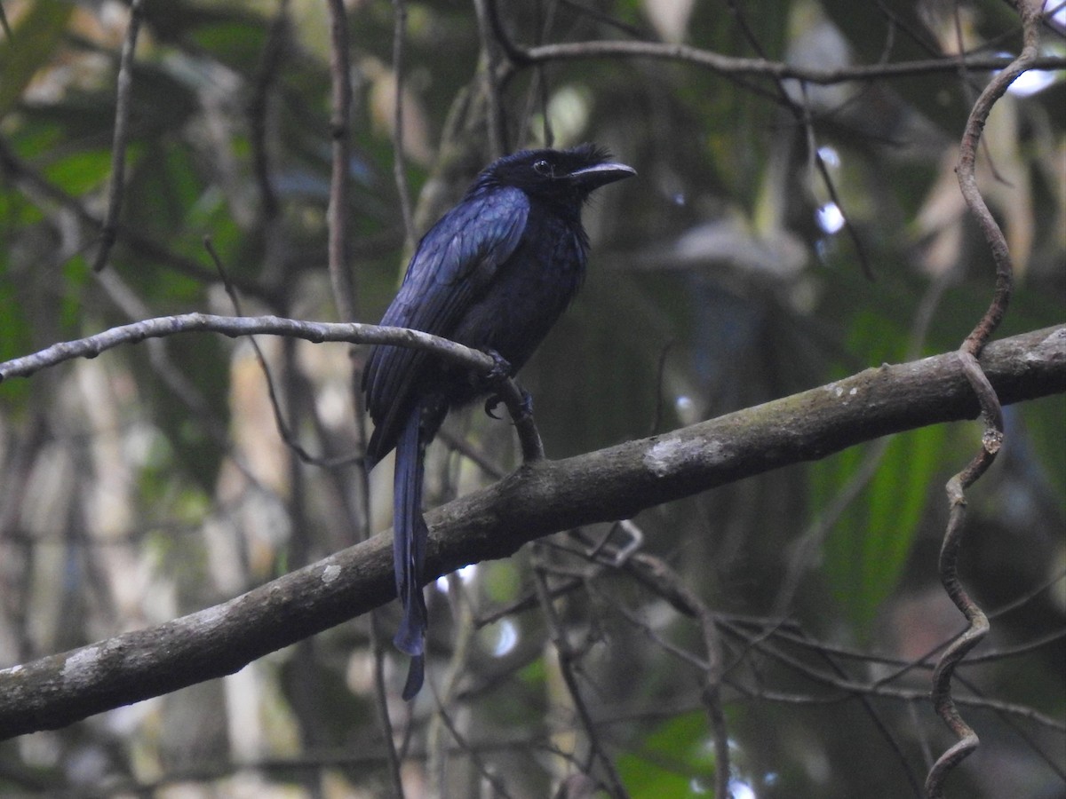 Sri Lanka Drongo - ML614380930