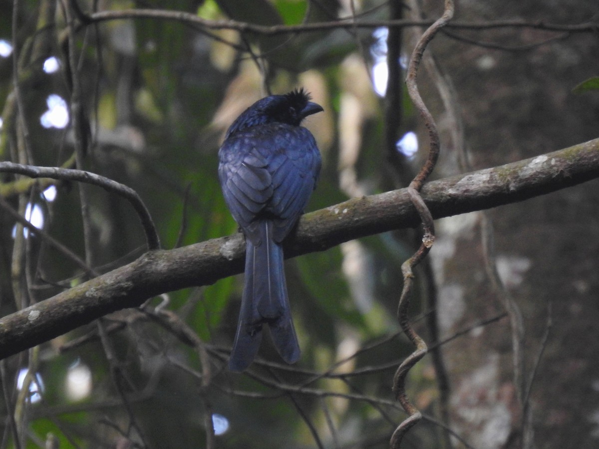 Sri Lanka Drongo - ML614380931