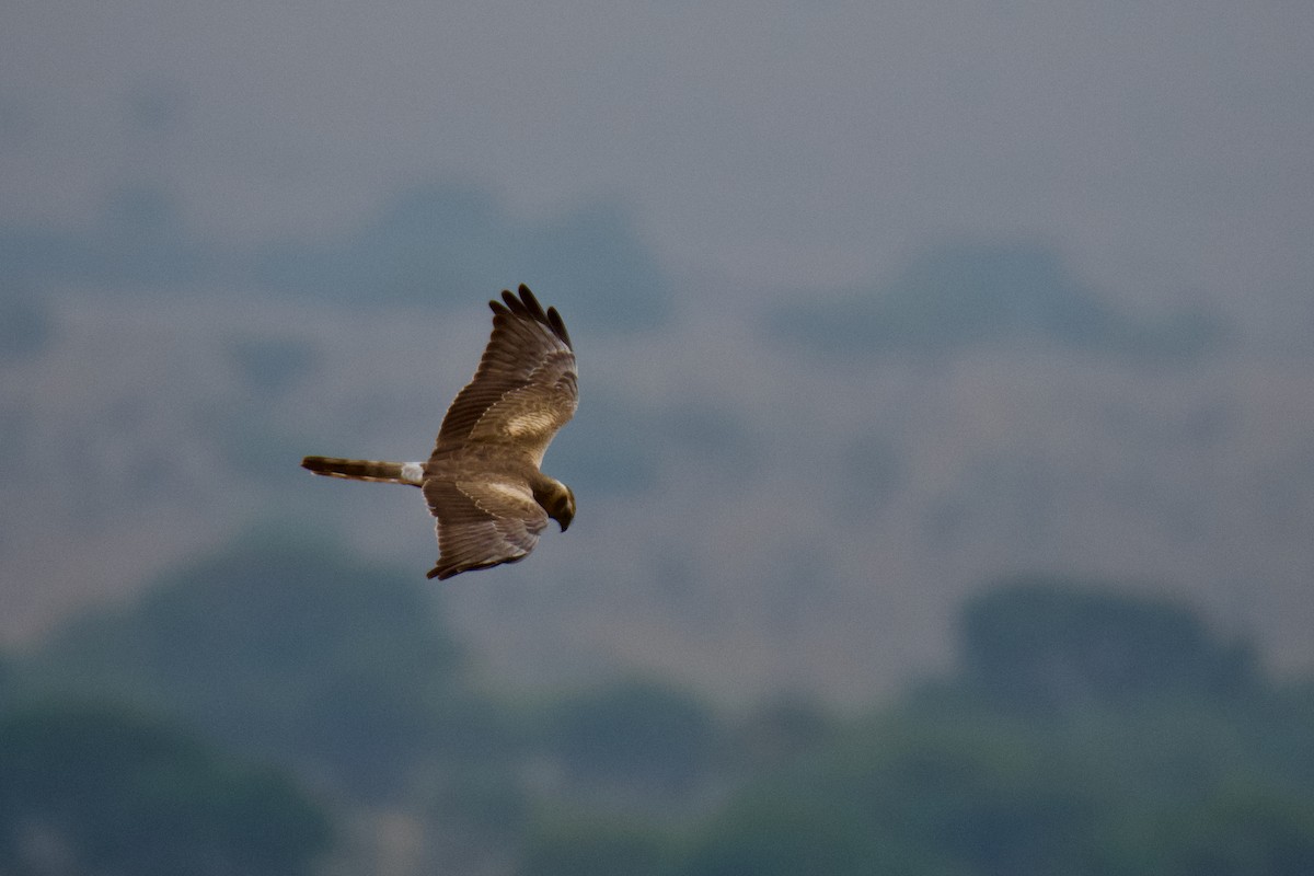 Montagu's Harrier - Antoine Lacroix