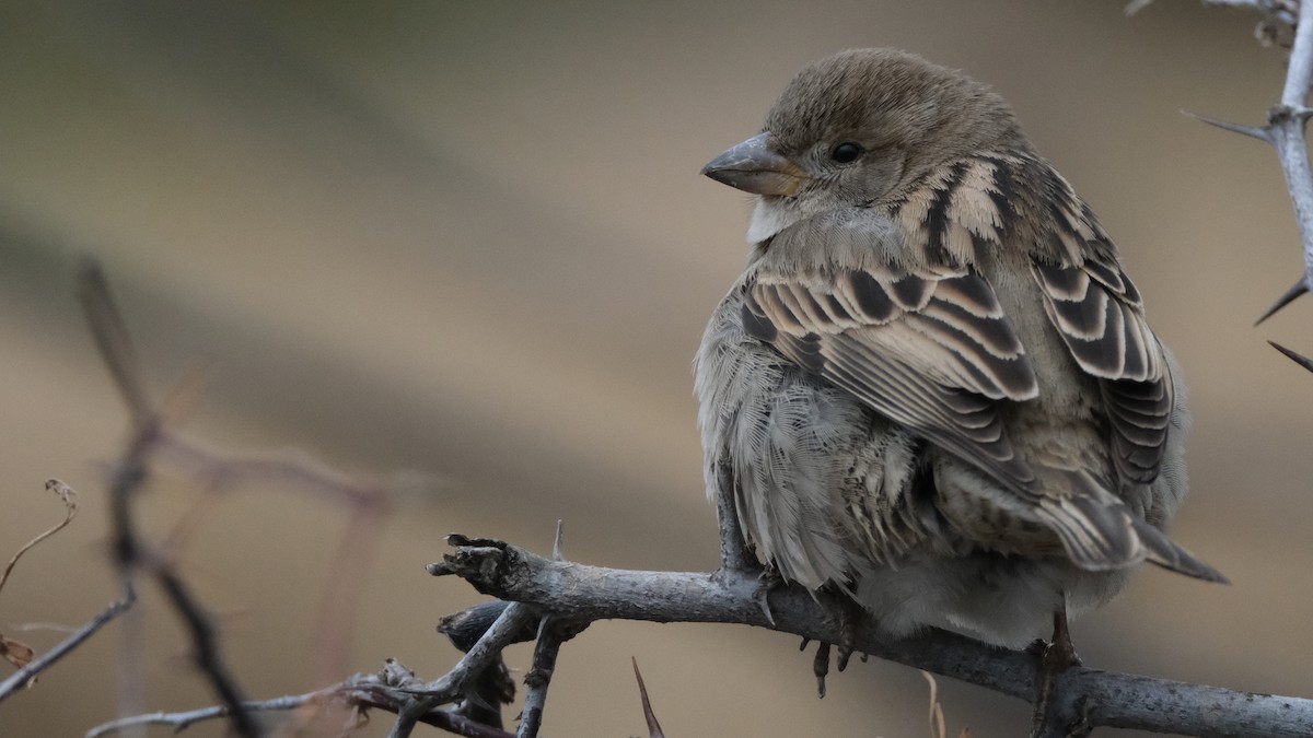 House Sparrow - ML614380974