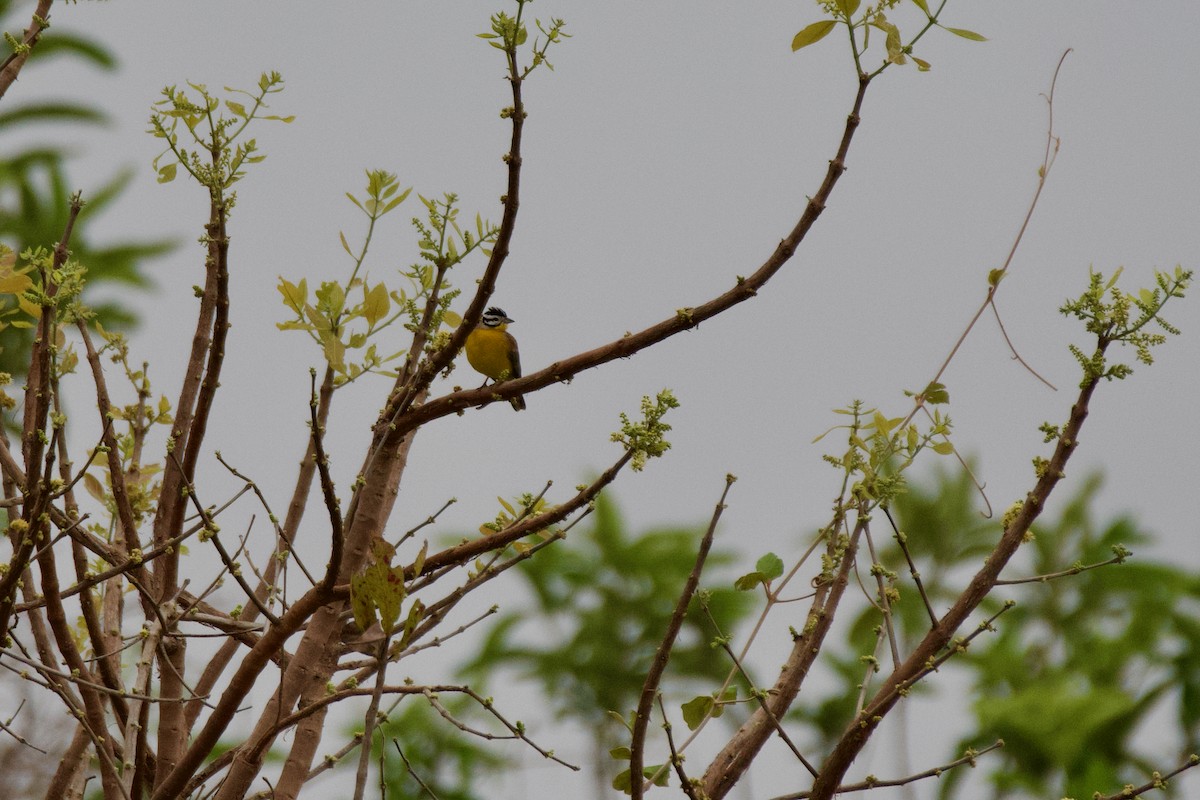 Brown-rumped Bunting - ML614380982