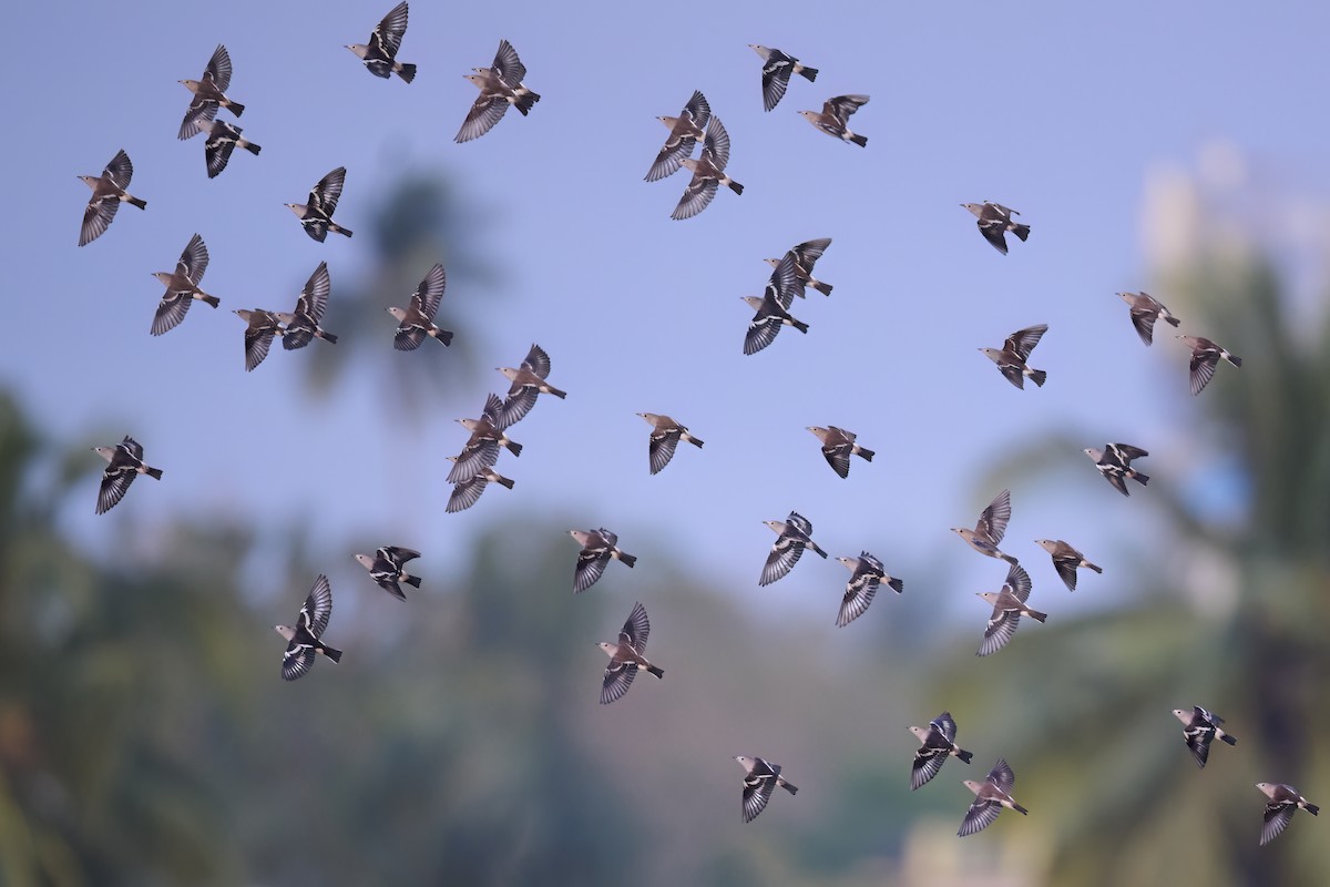 Daurian Starling - ML614380987