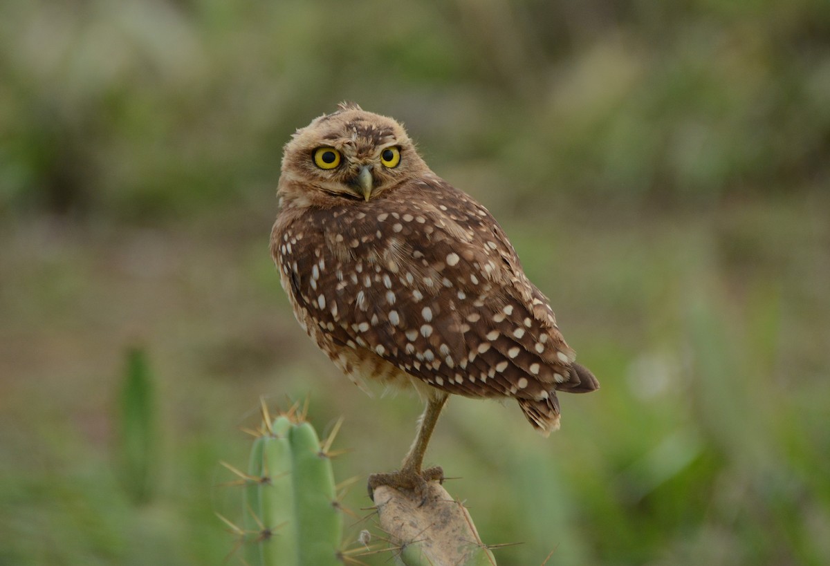 Burrowing Owl - ML614381013