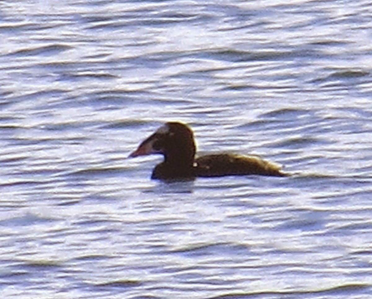 Surf Scoter - ML614381027