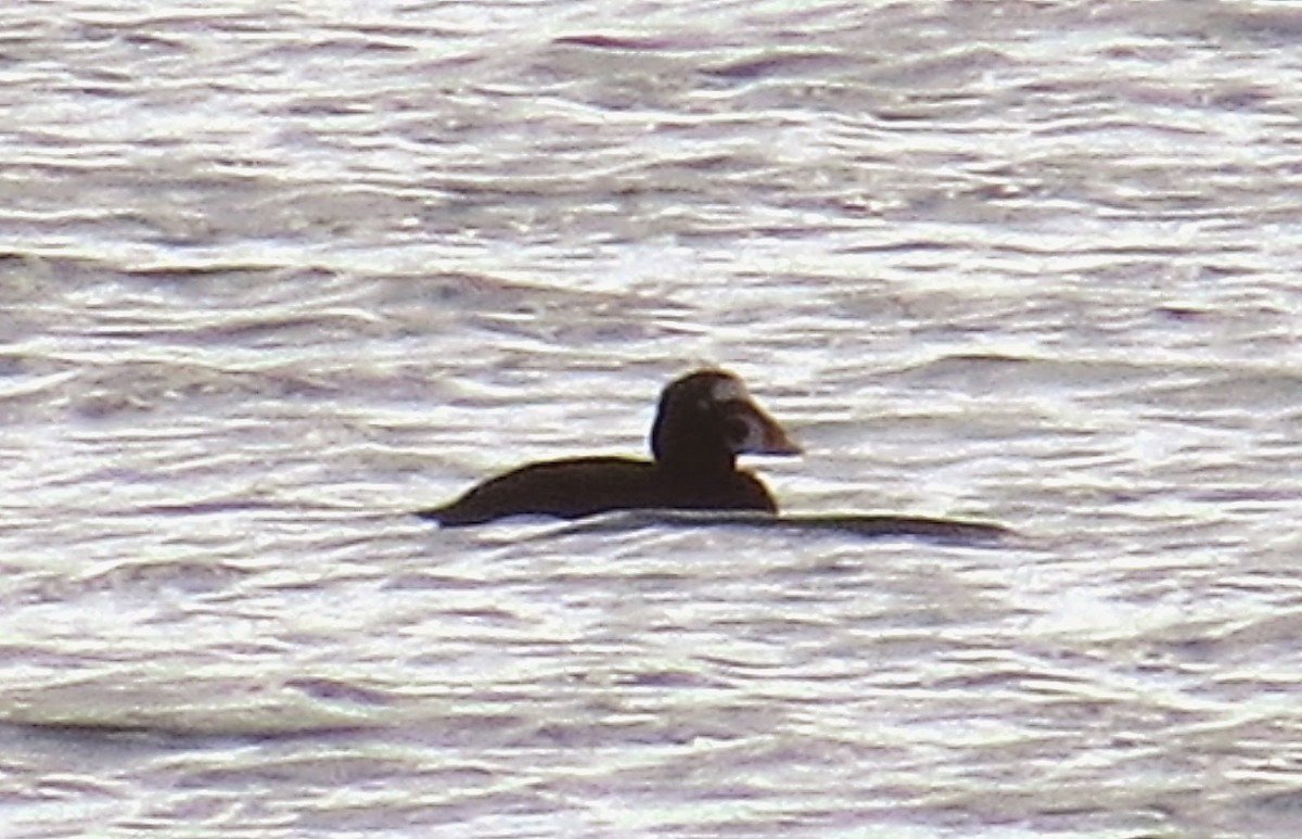 Surf Scoter - Andrew Collins