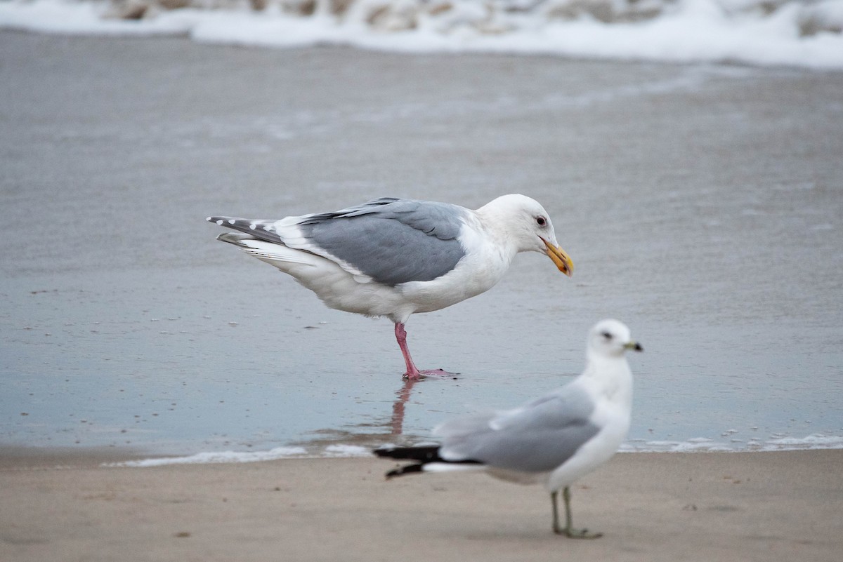 Glaucous-winged Gull - ML614381055