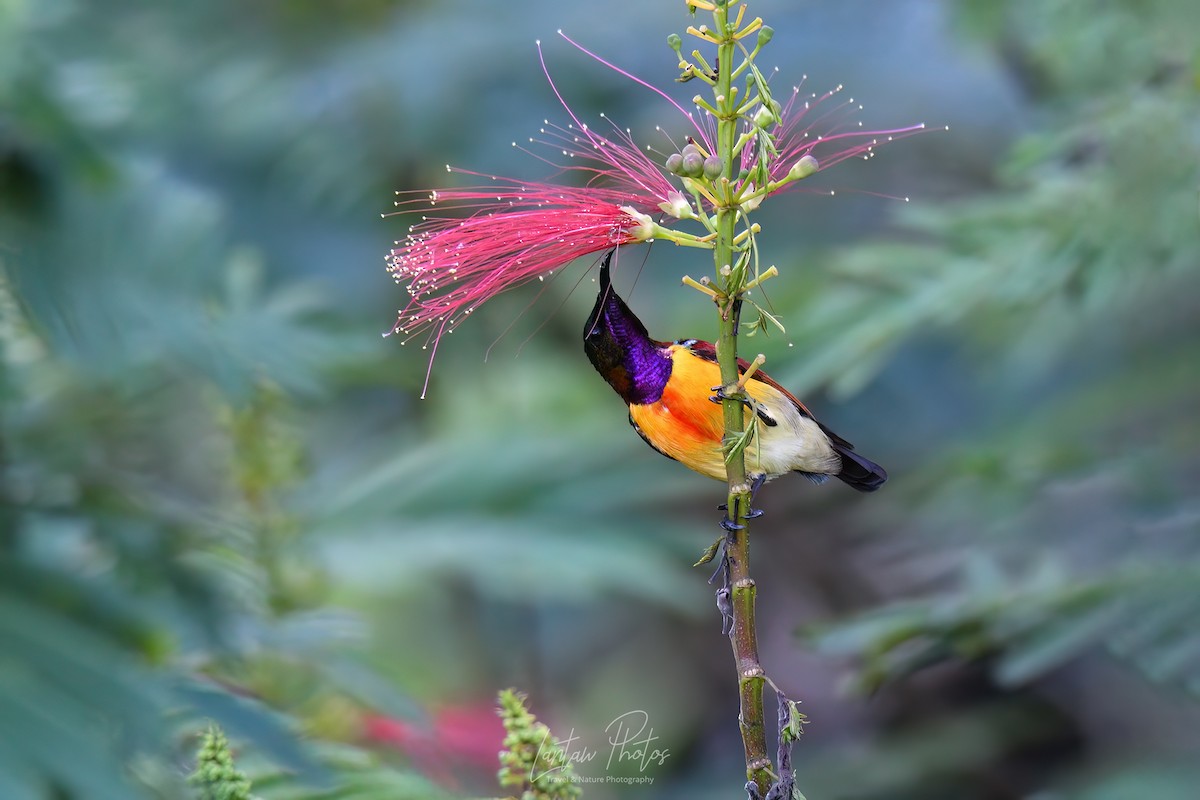 Purple-throated Sunbird (Orange-lined) - Allan Barredo