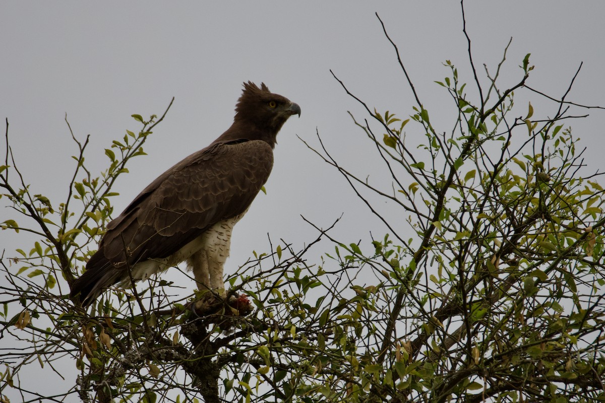 Martial Eagle - ML614381091