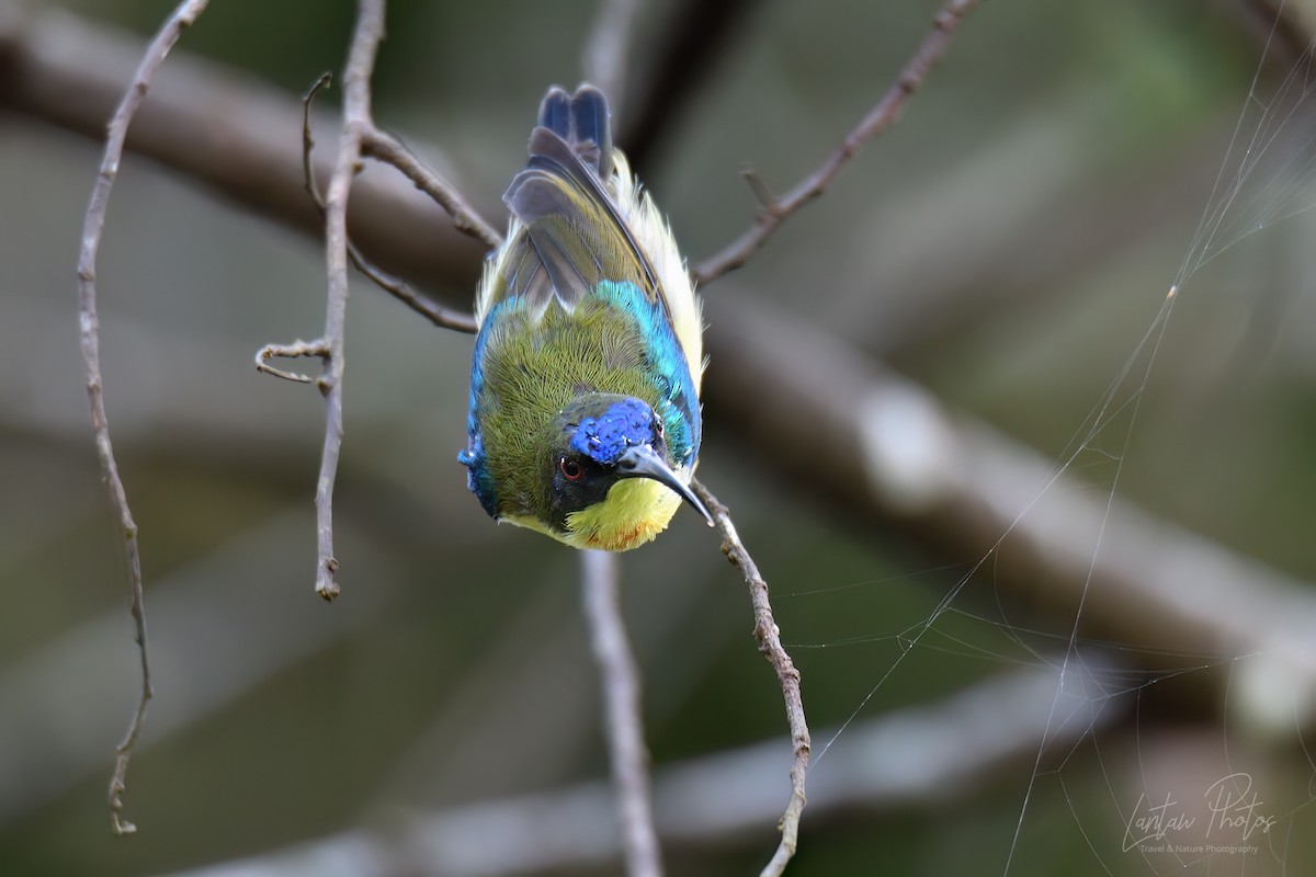 Glanzflügel-Nektarvogel (pulcherrima) - ML614381096