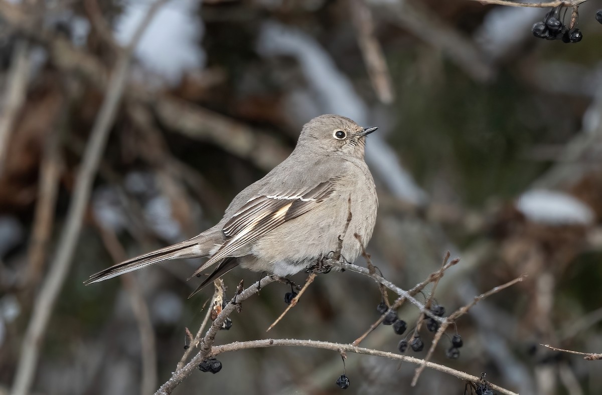 Townsend's Solitaire - ML614381108