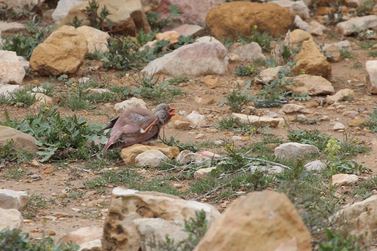 Trumpeter Finch - ML614381121