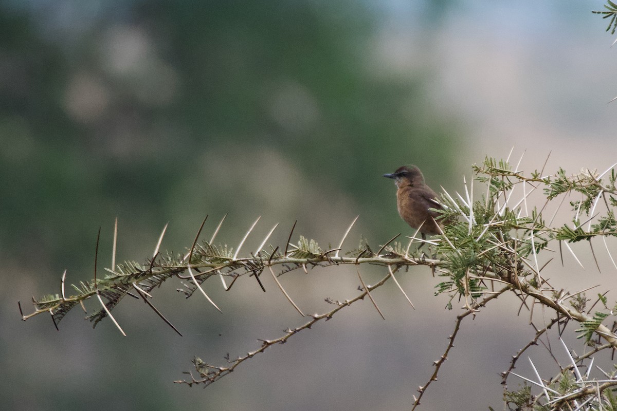 Heuglin's Wheatear - ML614381125