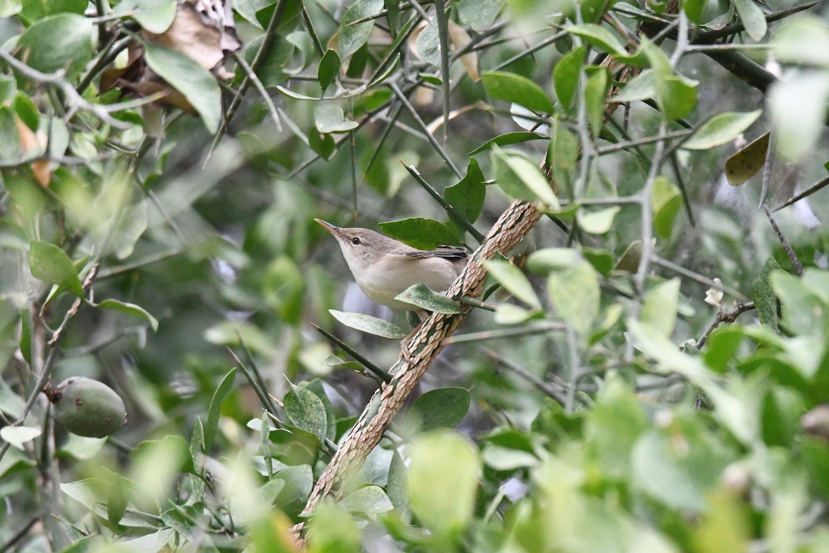 Eastern Olivaceous Warbler - Antoine Lacroix