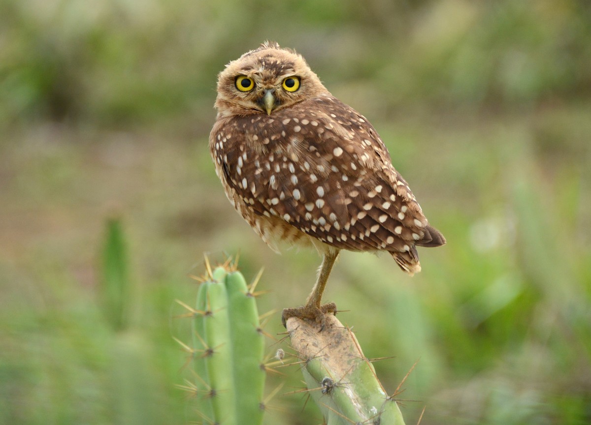 Burrowing Owl - ML614381161
