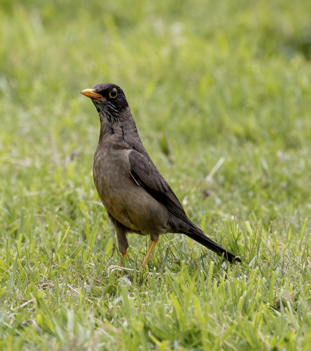 Austral Thrush - Lynette Spence