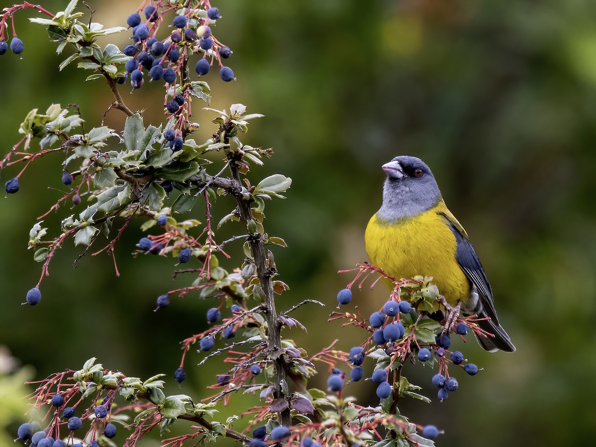 Patagonian Sierra Finch - ML614381213