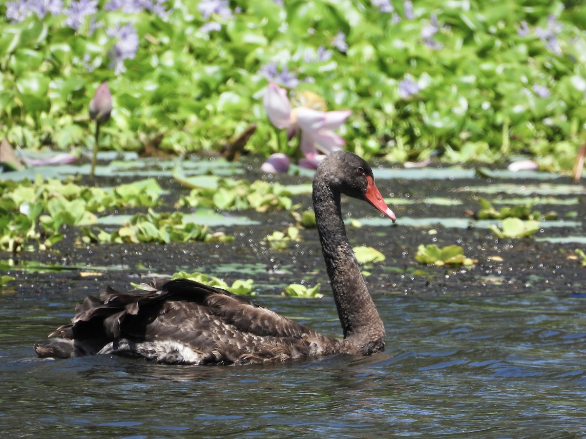 Black Swan - ML614381234