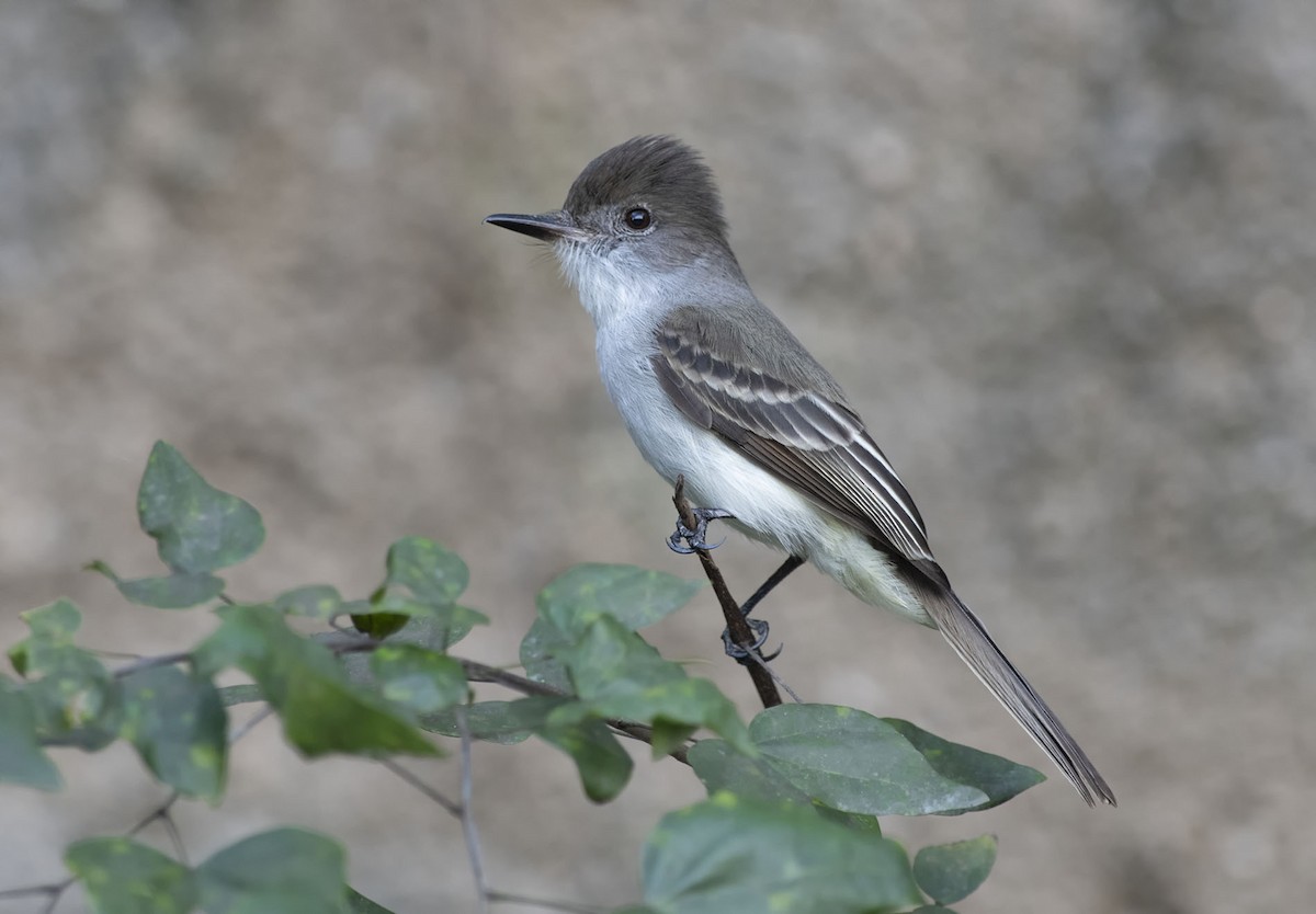 La Sagra's Flycatcher - ML614381269