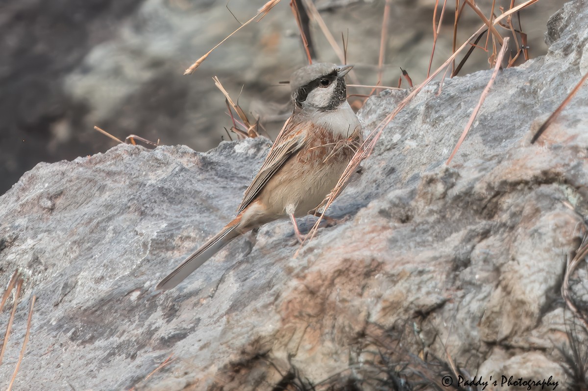 White-capped Bunting - ML614381295