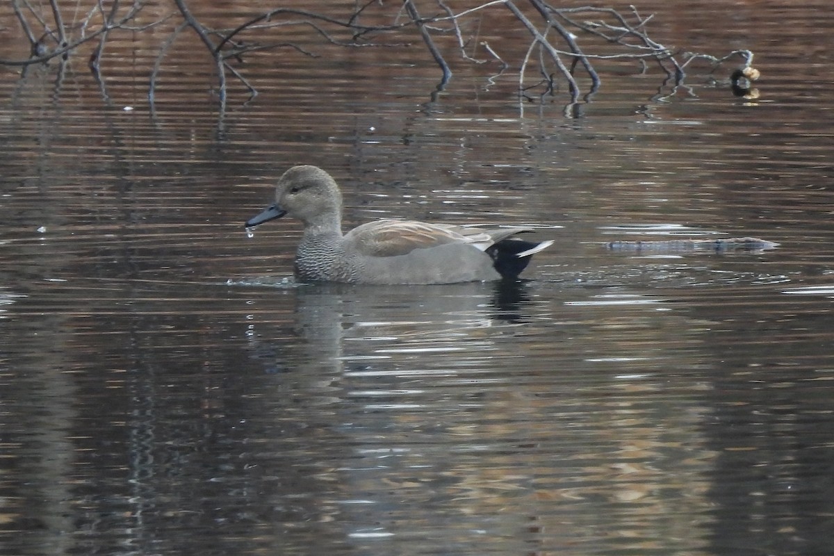 Canard chipeau - ML614381400