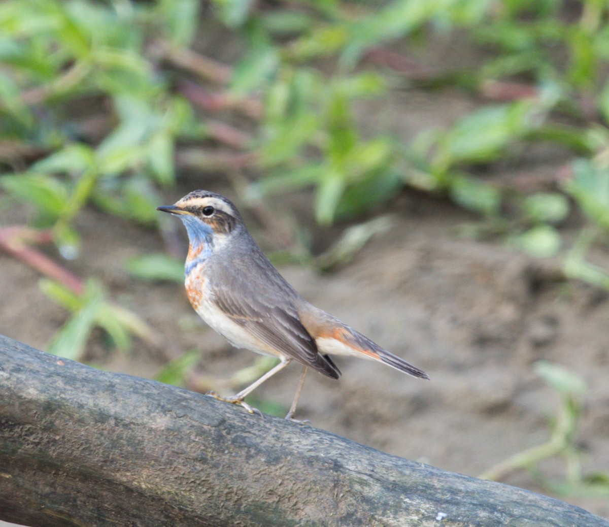 Blaukehlchen - ML614381425