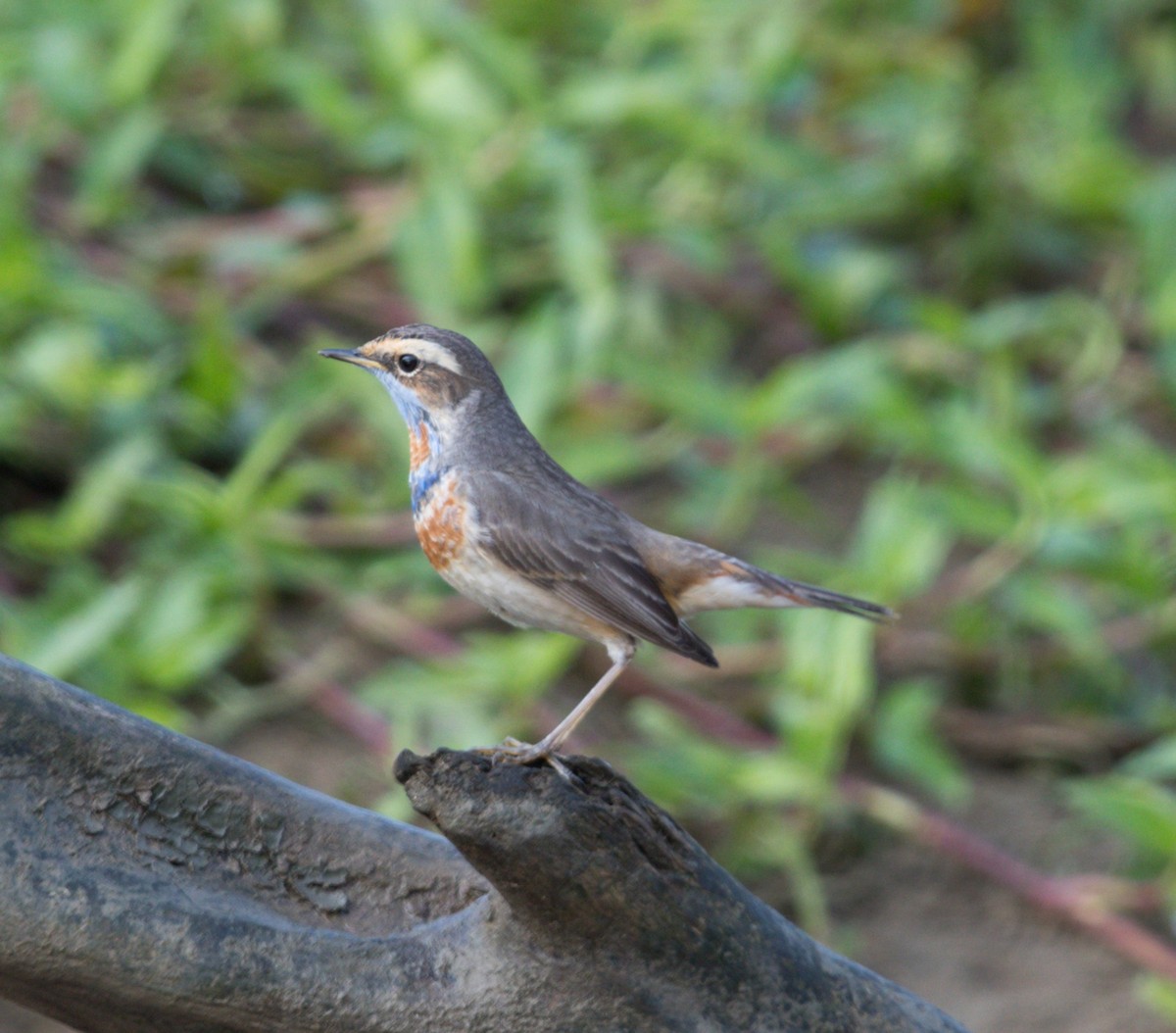 Bluethroat - ML614381428