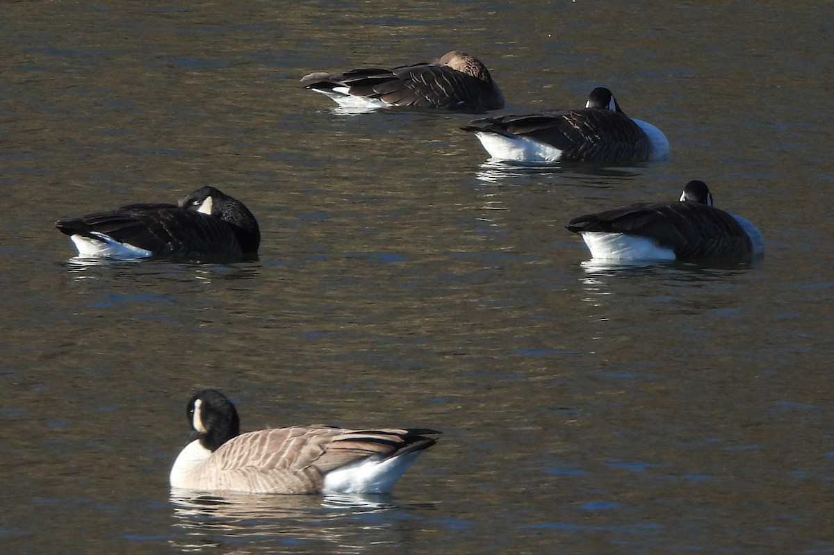 Greater White-fronted Goose - ML614381448