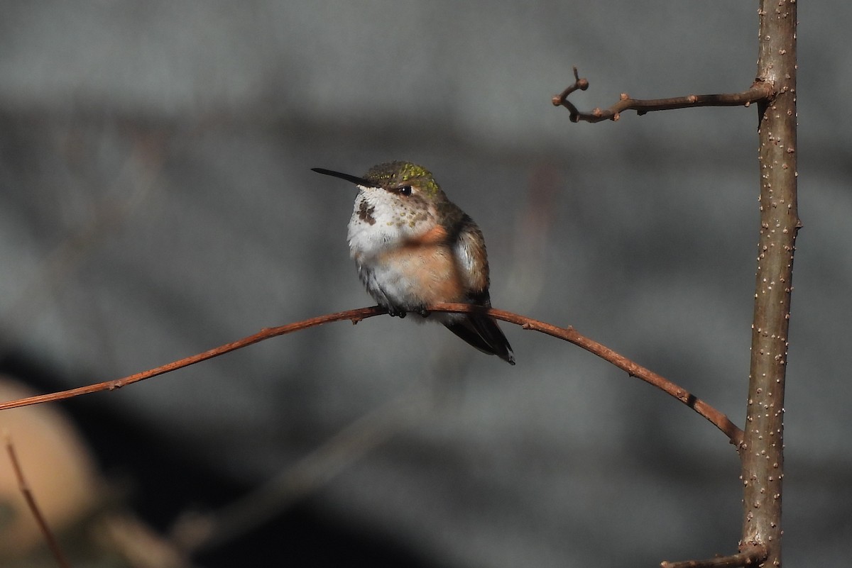 Rufous Hummingbird - Jamie Meyers