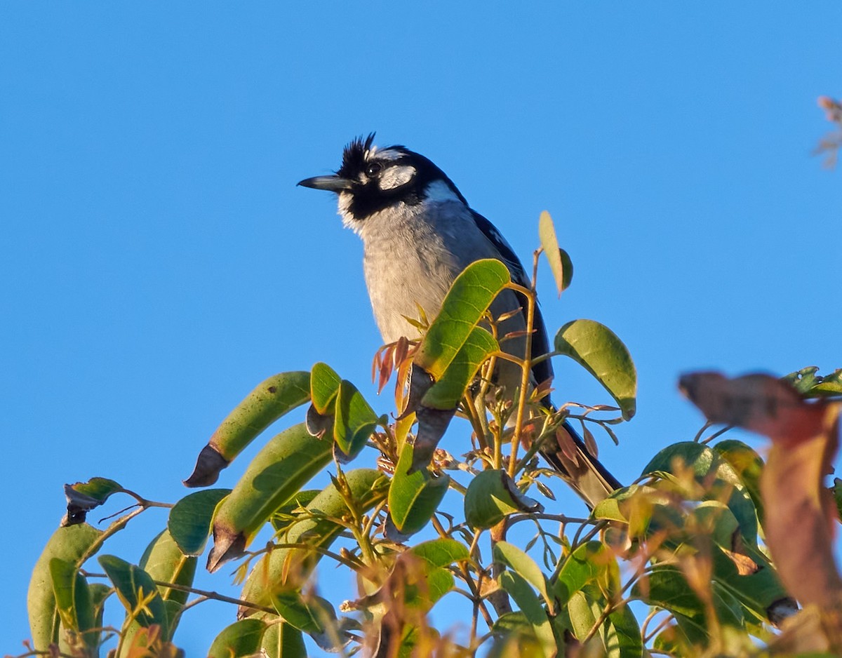 White-eared Monarch - ML614381475