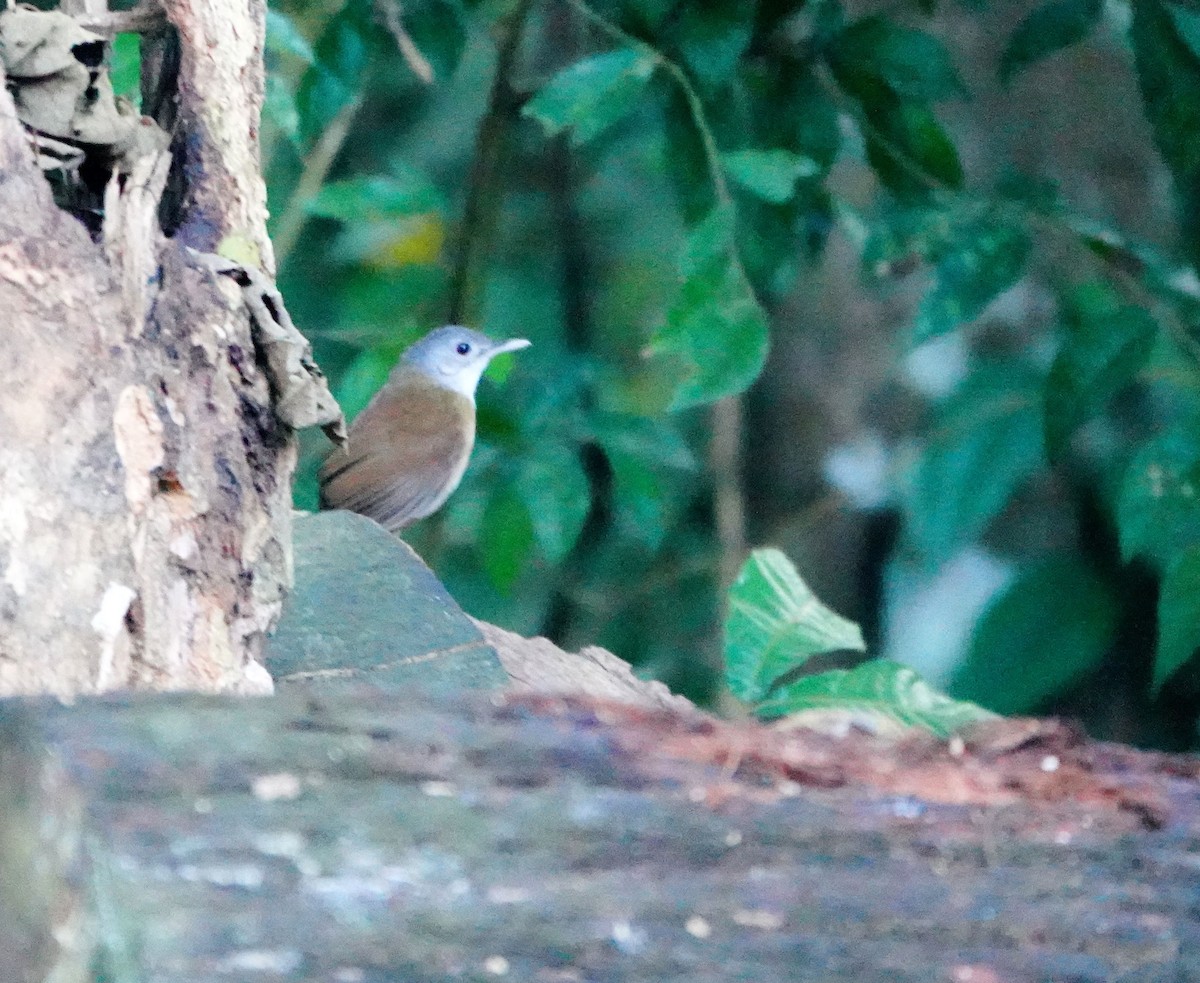 Ashy-headed Babbler - ML614381619