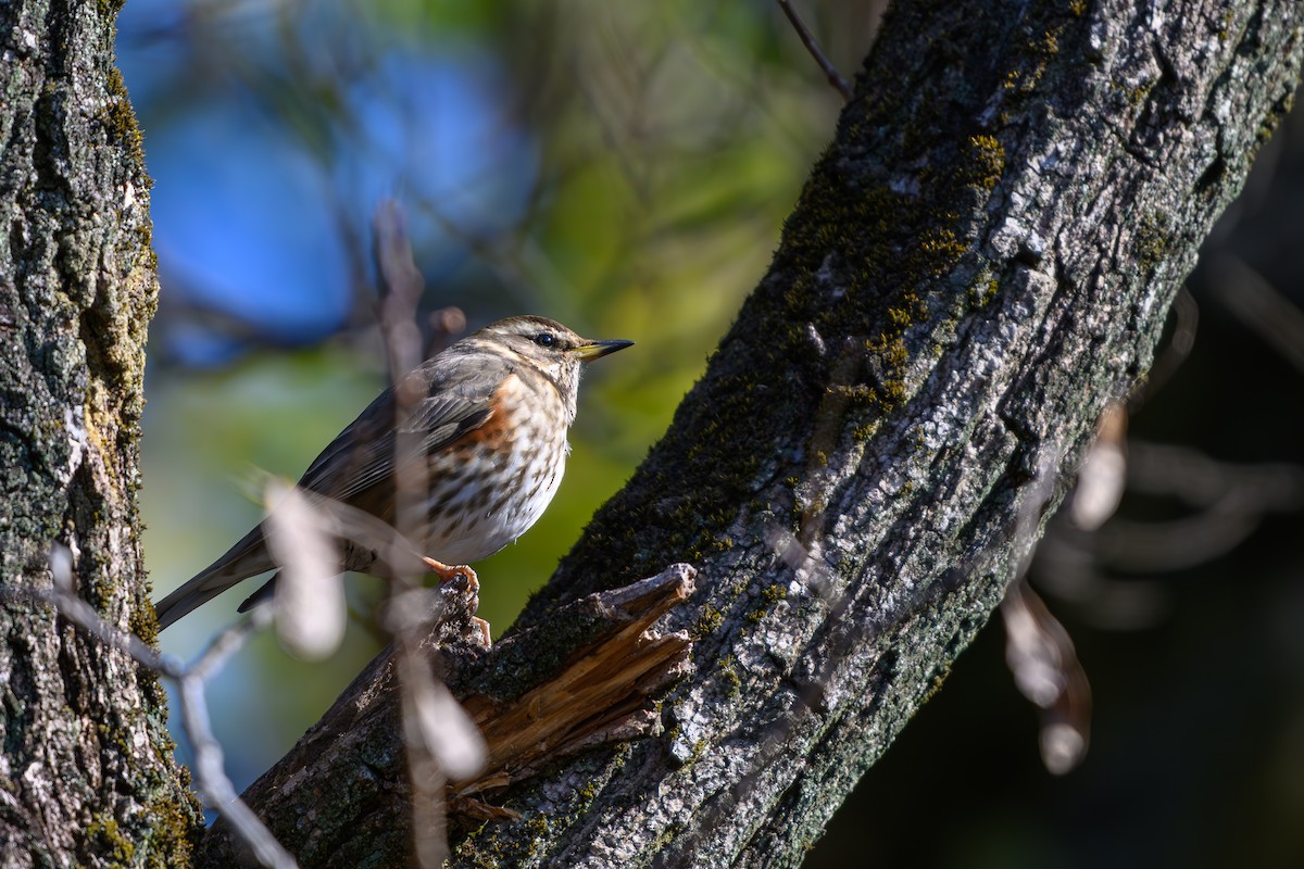 Redwing - ML614381655