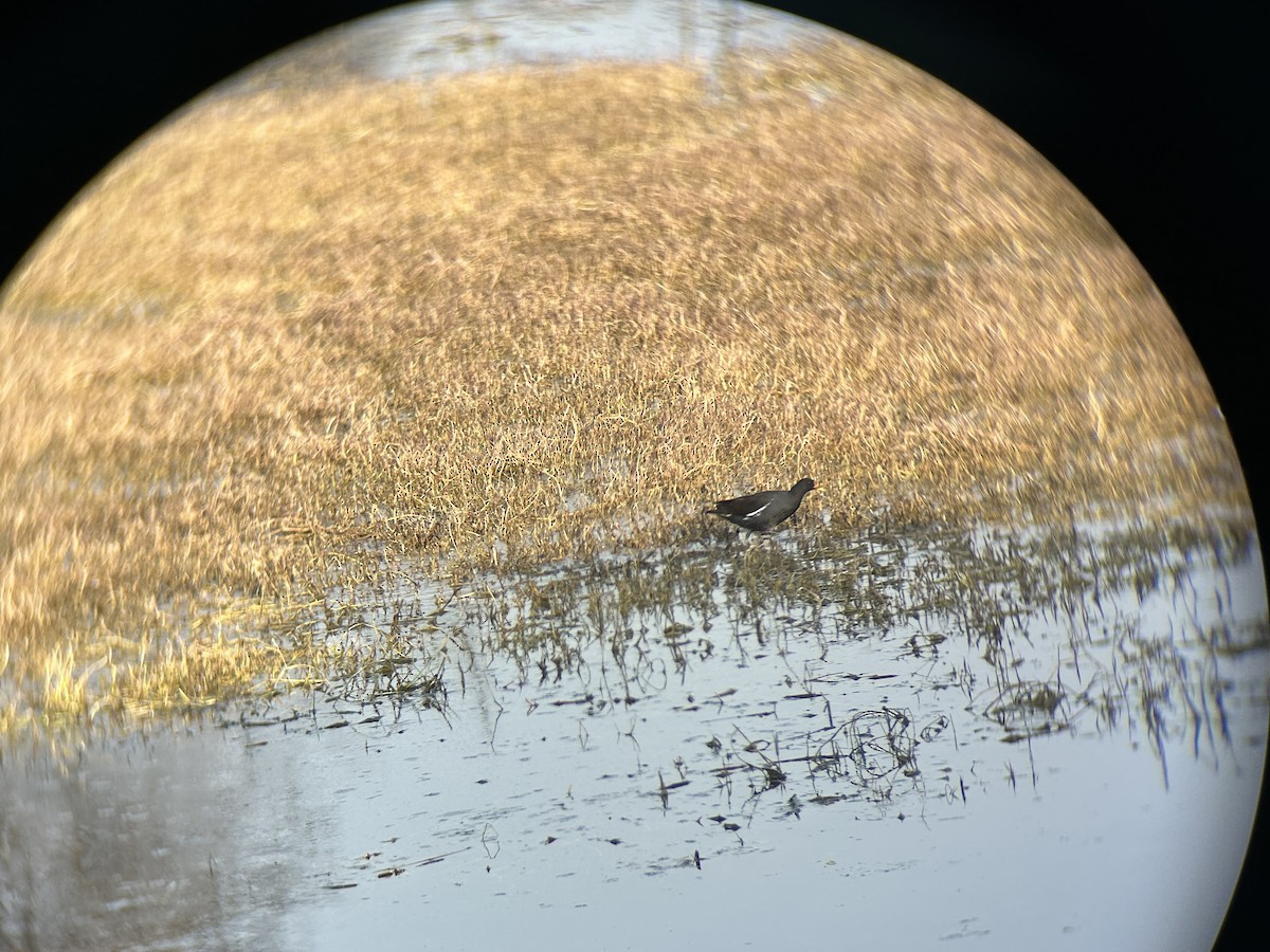 Eurasian Moorhen - ML614381662