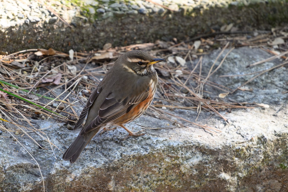 Redwing - ML614381663