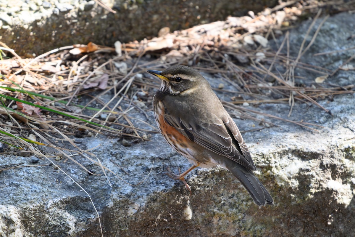 Redwing - ML614381664