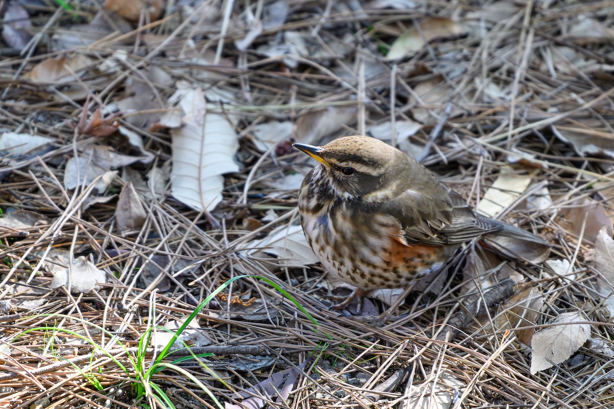 Redwing - ML614381669