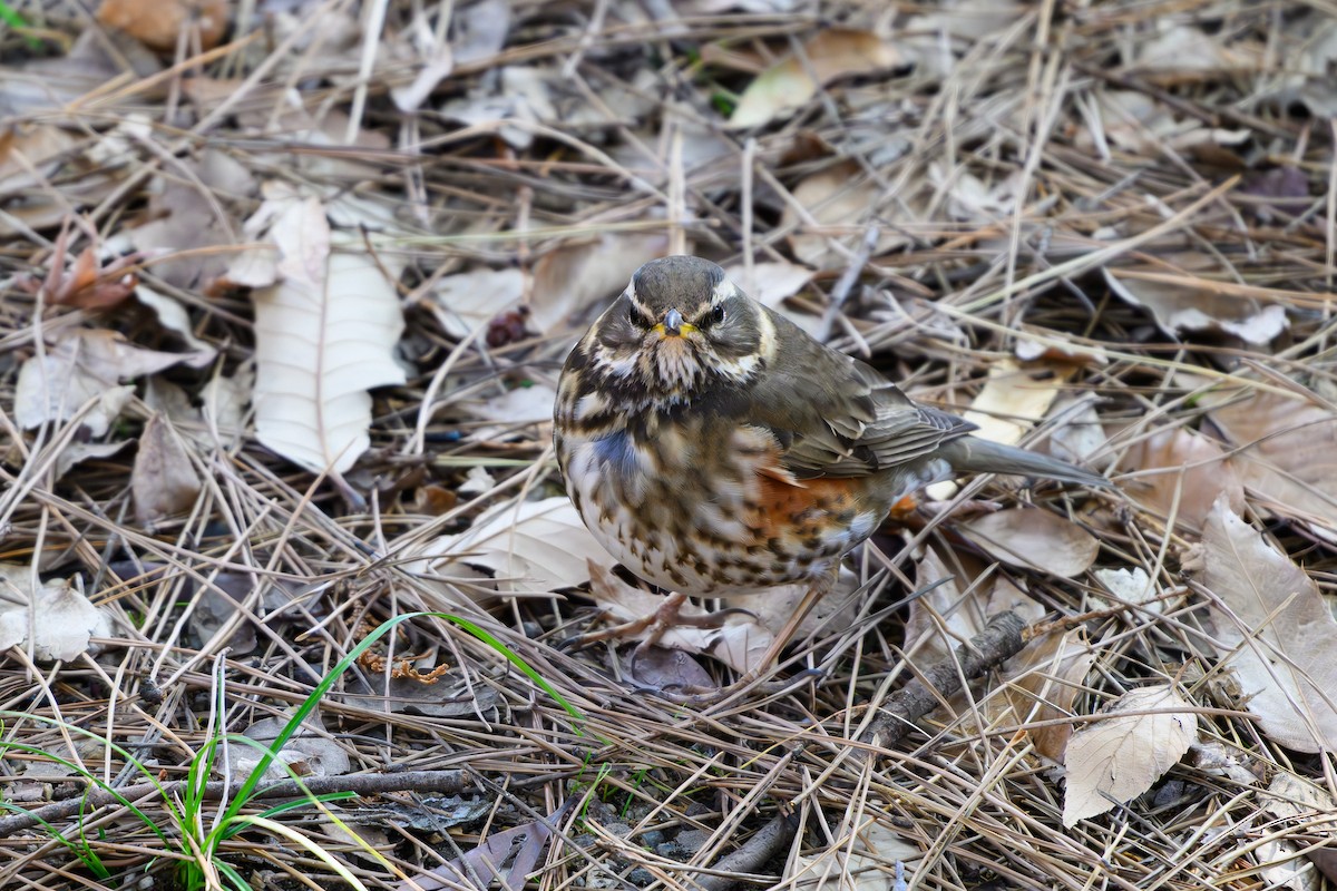 Redwing - ML614381677