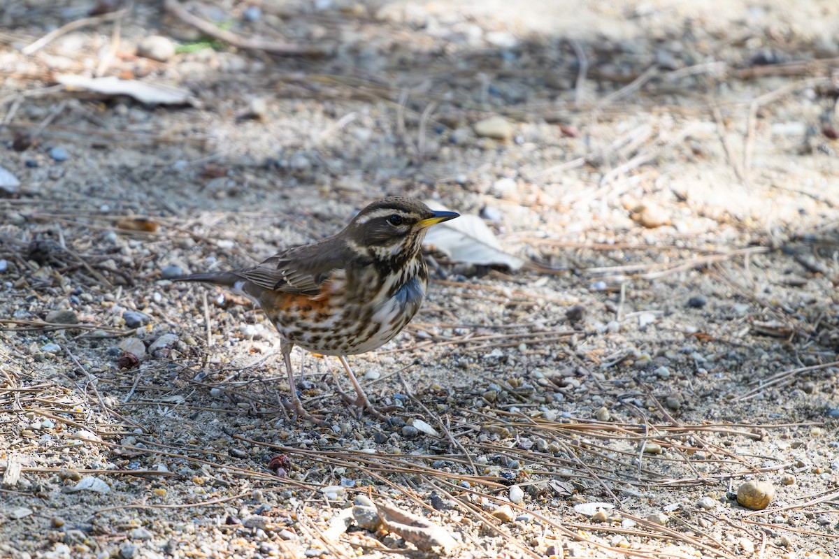 Redwing - ML614381682