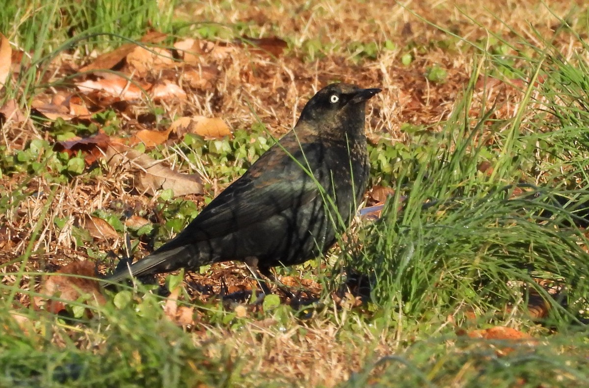 Rusty Blackbird - ML614381711