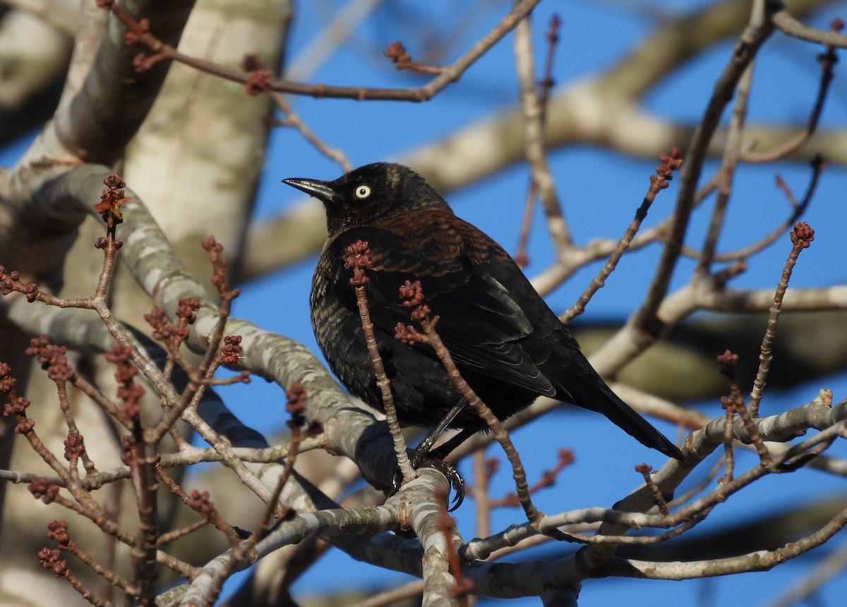 Rusty Blackbird - ML614381712