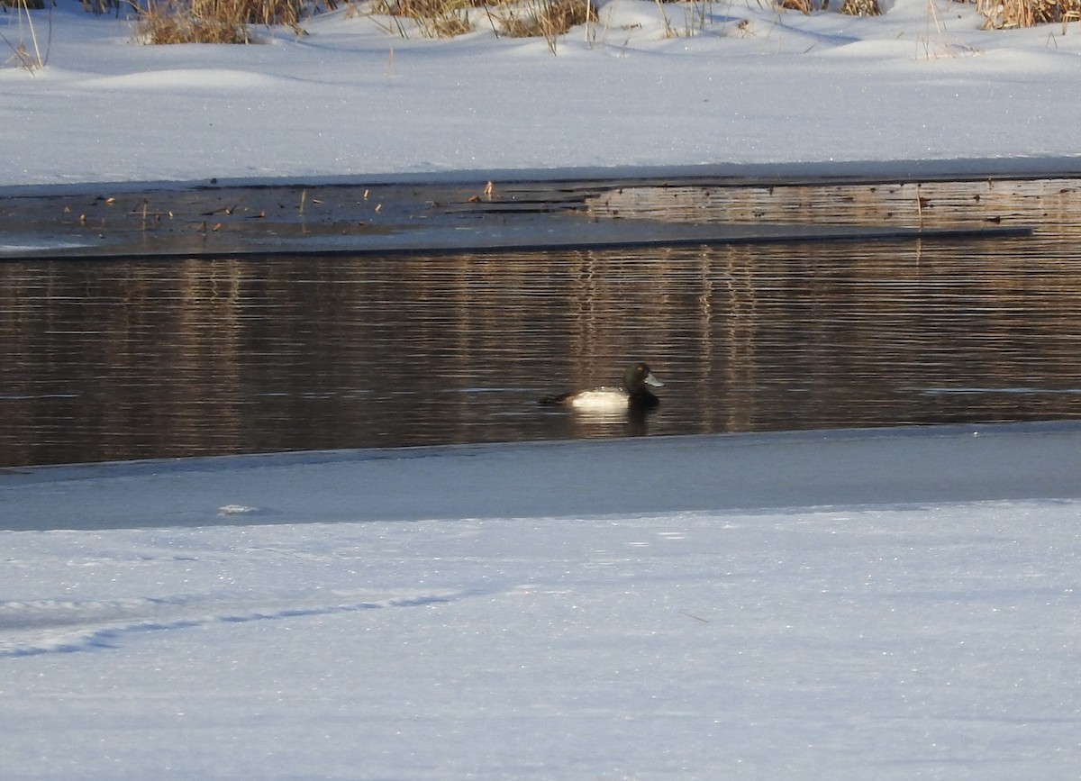 Lesser Scaup - ML614381733