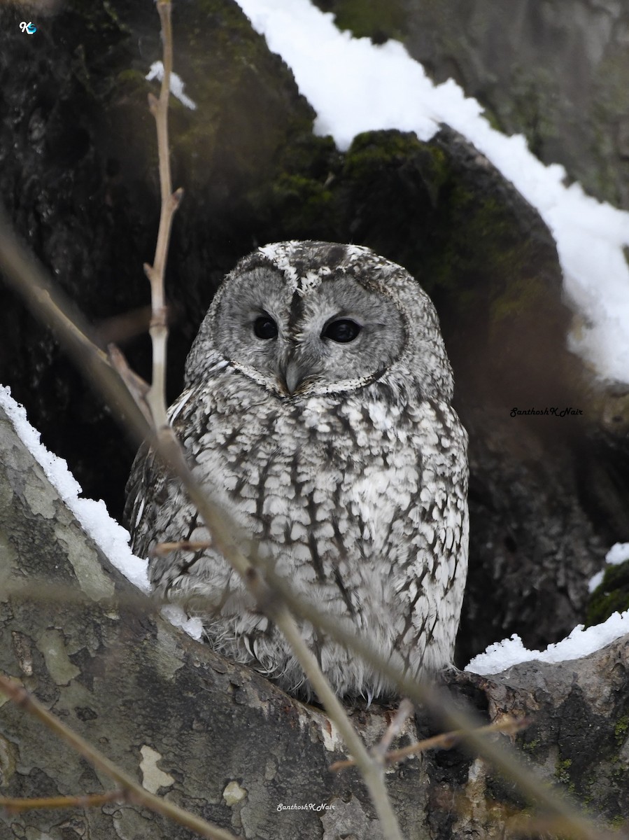 Tawny Owl - ML614381752