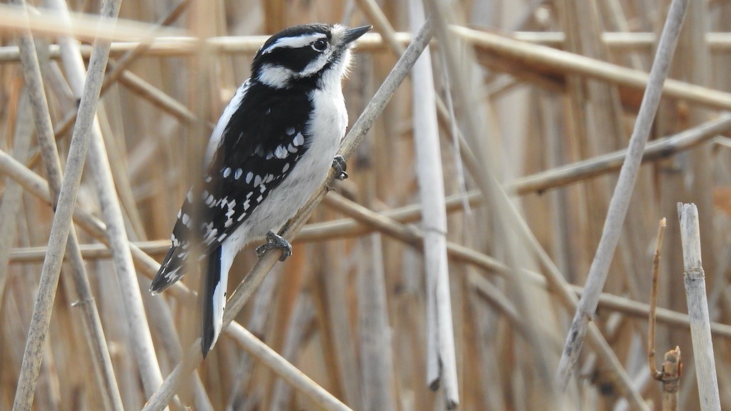 Downy Woodpecker - ML614381765