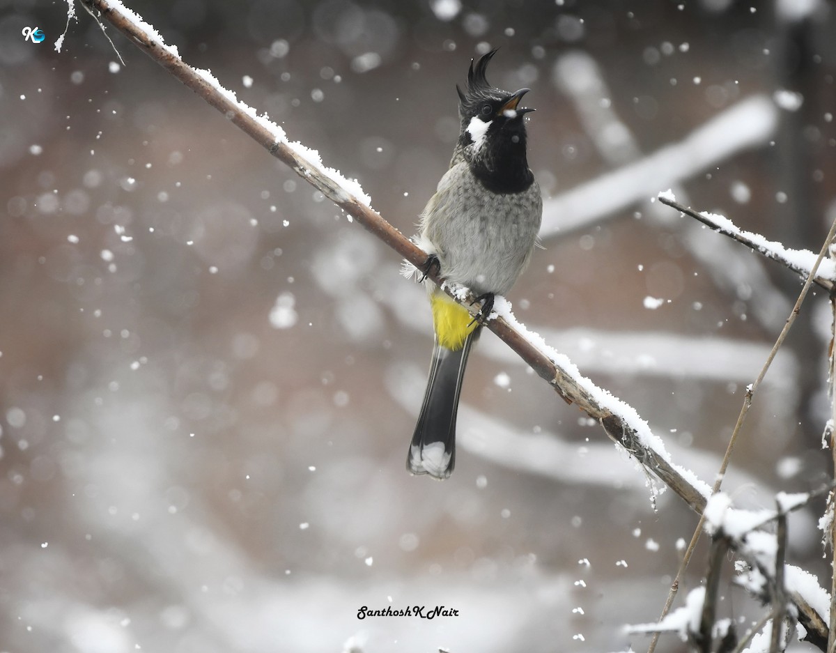 Himalayan Bulbul - ML614381767