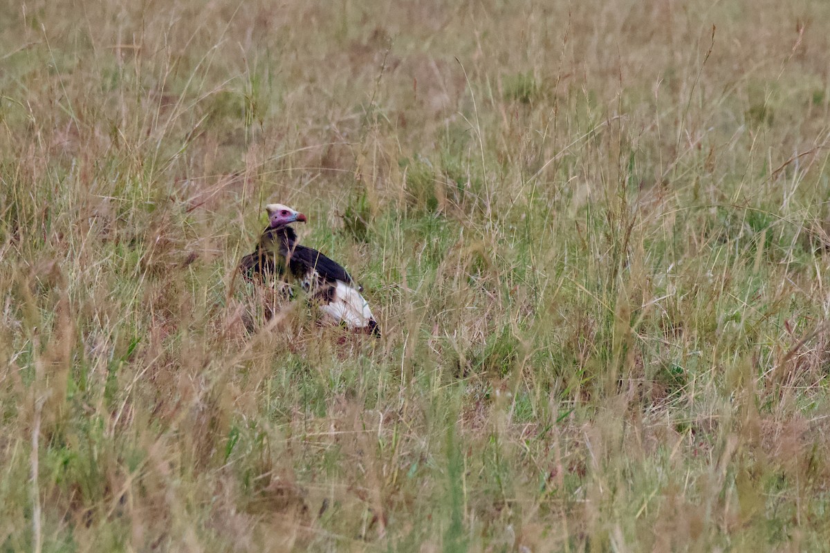 White-headed Vulture - ML614381768