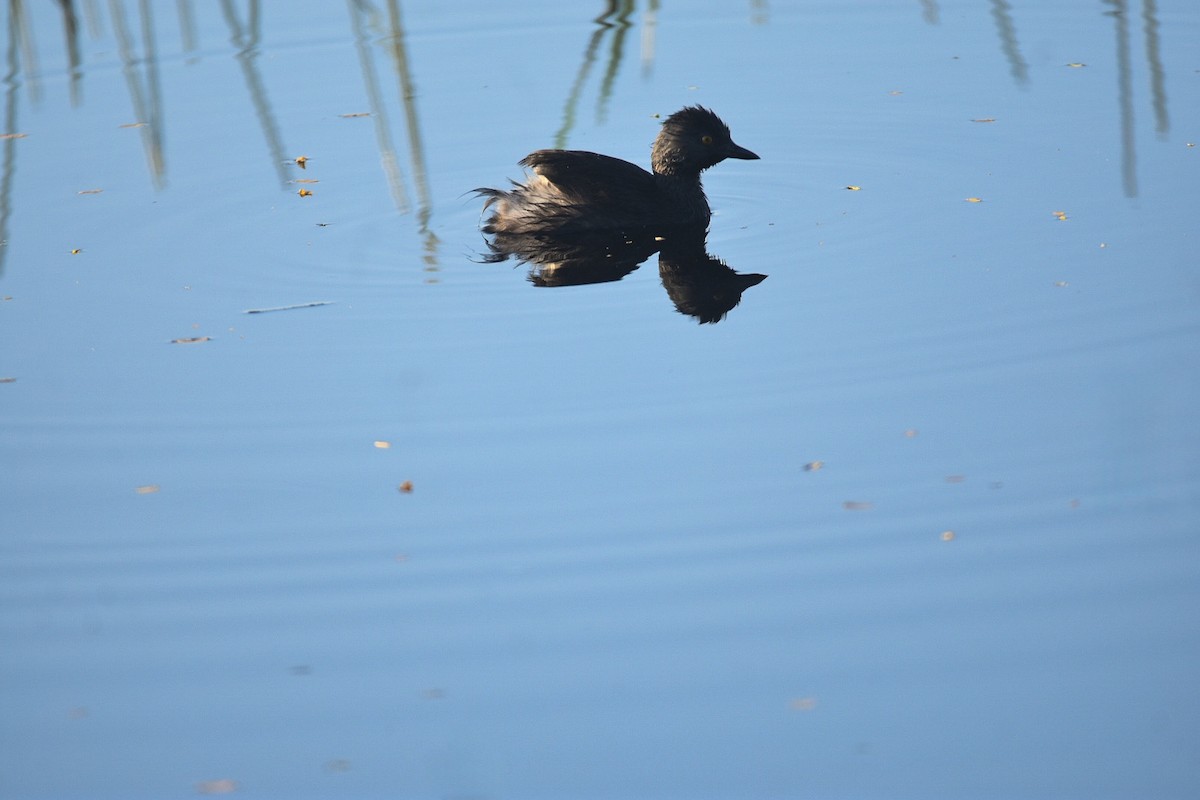 Least Grebe - Jane Crawford