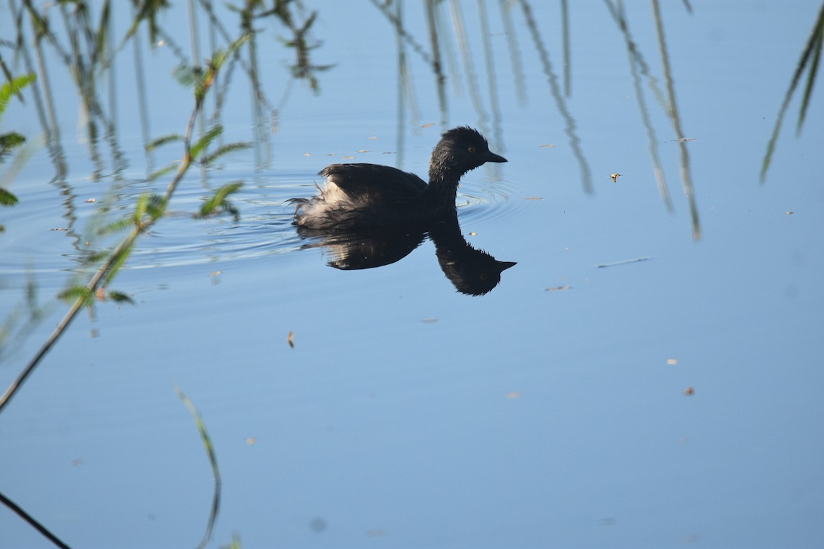 Least Grebe - Jane Crawford