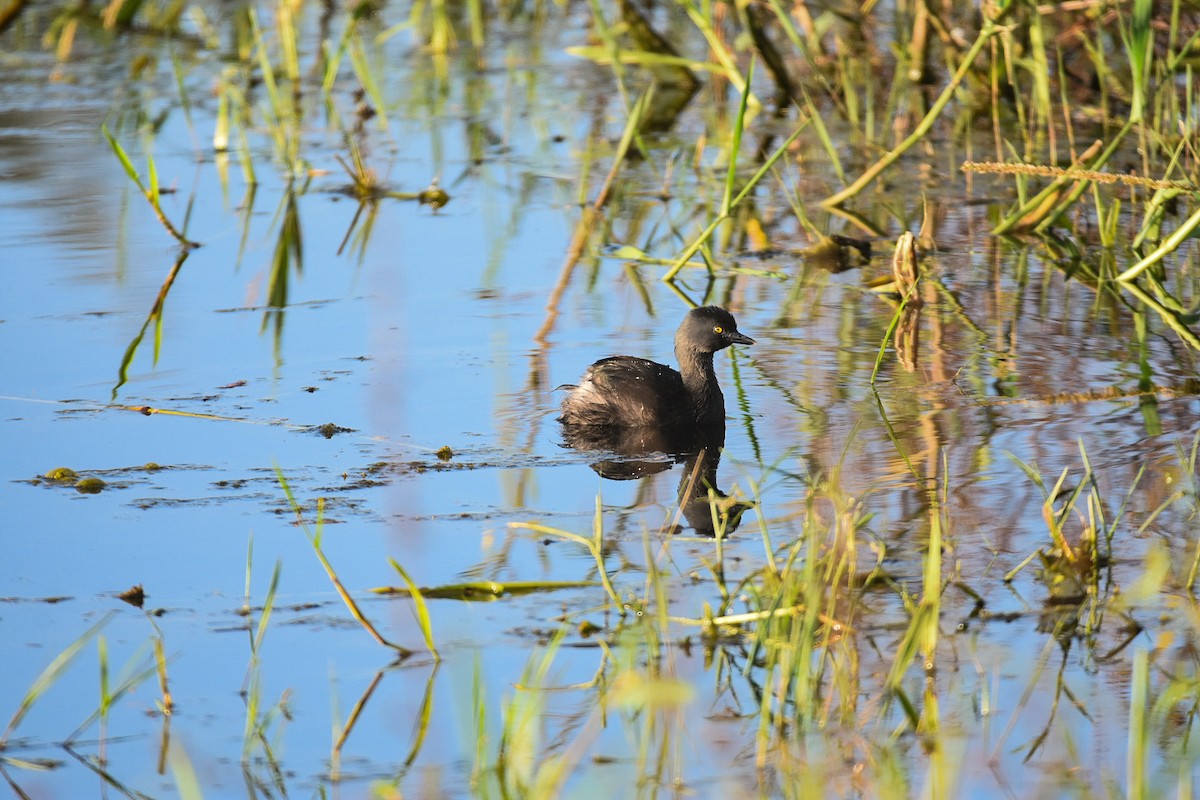 Least Grebe - Jane Crawford