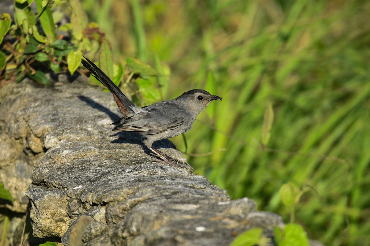 Gray Catbird - Jane Crawford