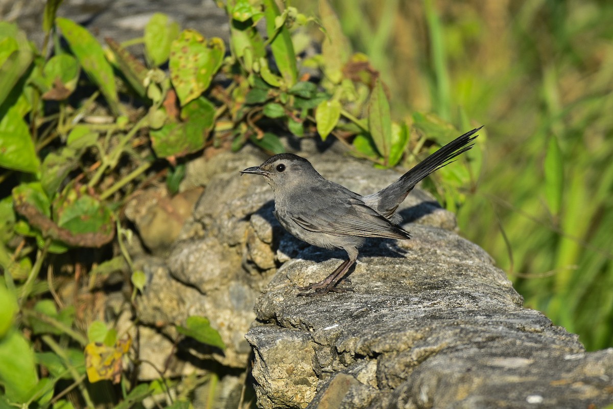 Gray Catbird - Jane Crawford