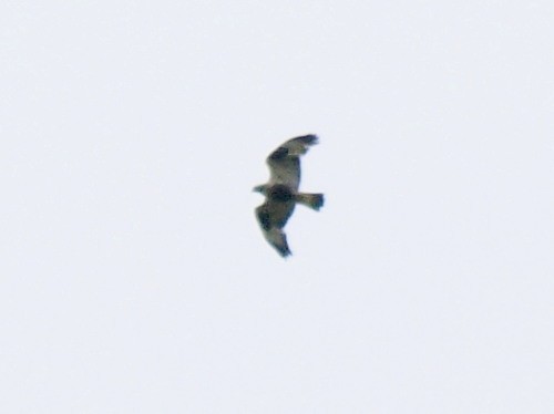 Rough-legged Hawk - ML614381864